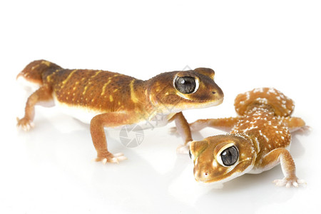 瘤尾壁虎平滑的Knob尾巴 Gecko夫妻生物学眼睛蓝色警觉崎岖宠物棕色动物学皮肤背景
