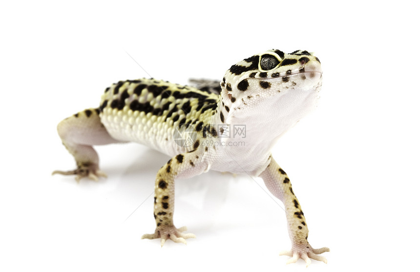 豹式Gecko动物学野生动物生物学物种崎岖濒危眼睛皮肤豹纹壁虎图片