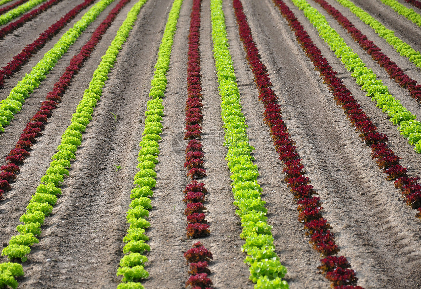 发生字段农场土壤农业乡村蔬菜沙拉绿色收成植物红色图片