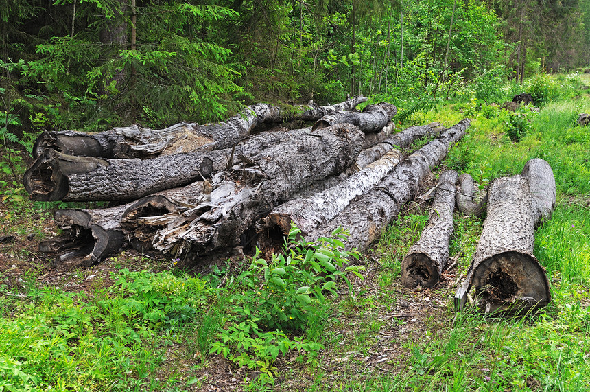 森林中的旧原木日志国家生态针叶空地森林风景枝条树干季节图片