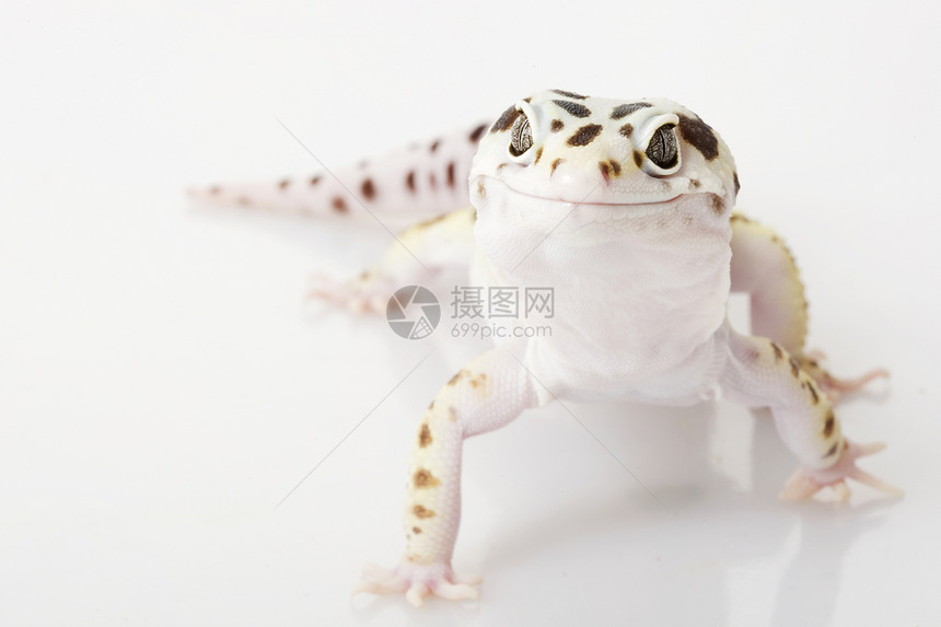 豹式Gecko警觉宠物动物学蓝色物种生物学眼睛壁虎皮肤野生动物图片