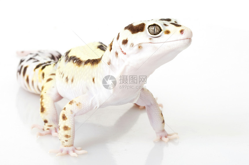 豹式Gecko野生动物蓝色物种生物学蜥蜴眼睛豹纹濒危警觉宠物图片