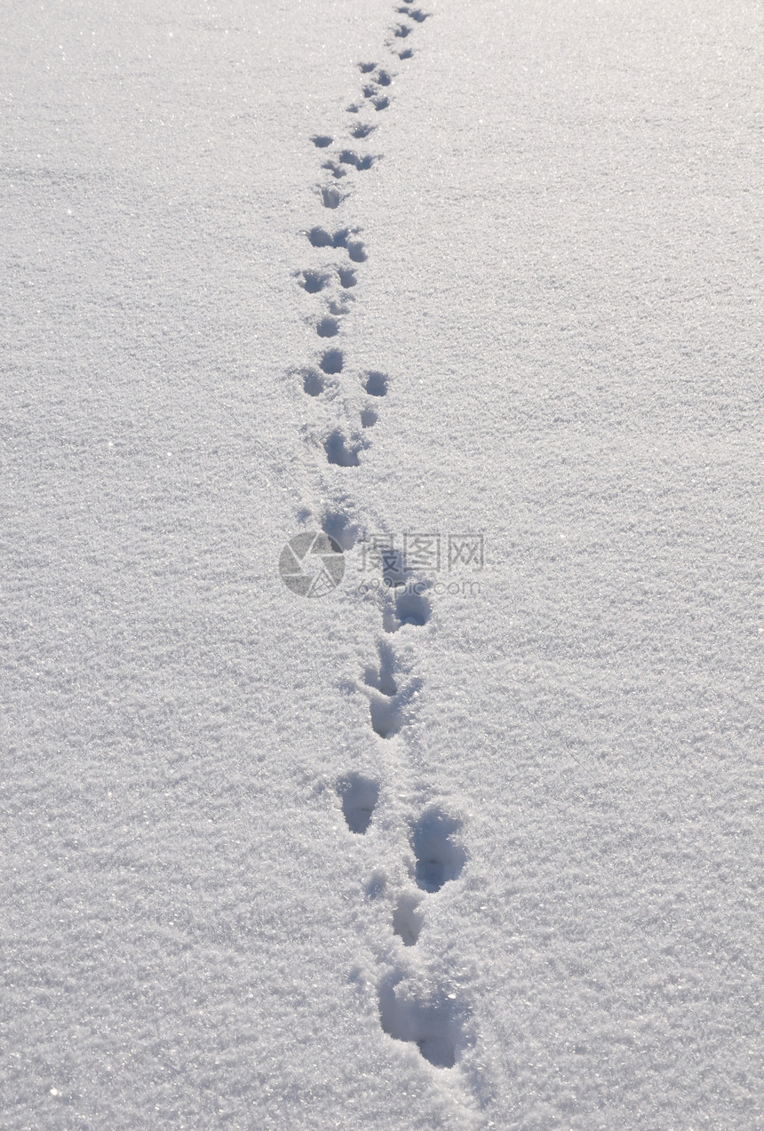 积雪中的踪迹印刷动物水晶打印粉末游戏白色冻结图片