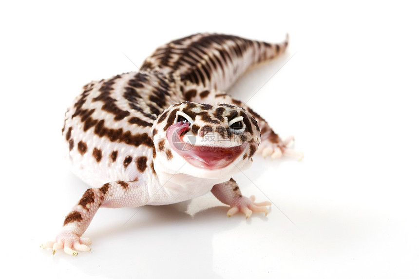 豹式Gecko动物学物种眼睛宠物生物学豹纹崎岖警觉皮肤蜥蜴图片