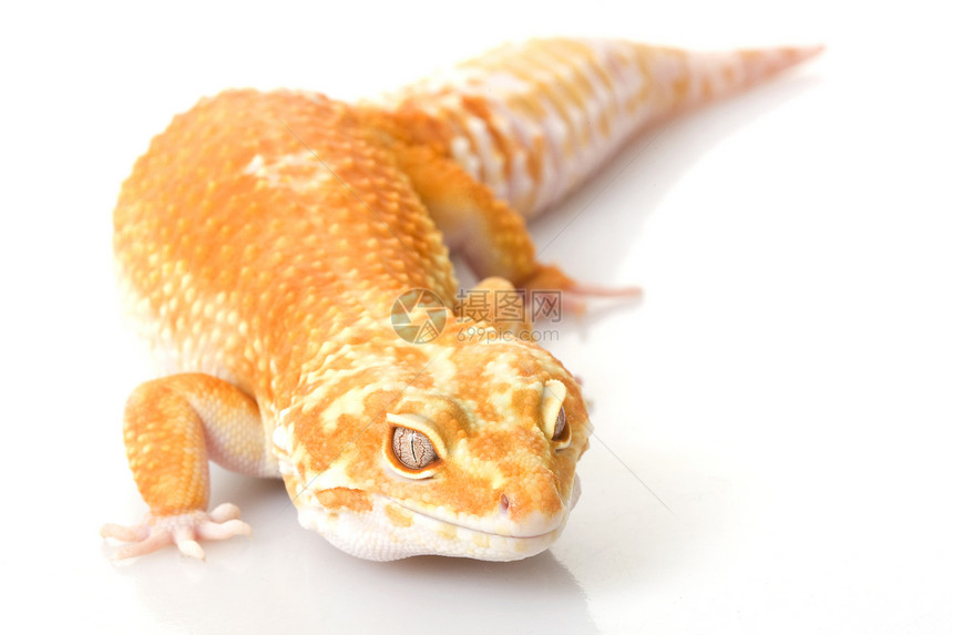 豹式Gecko野生动物壁虎动物学蓝色崎岖豹纹物种蜥蜴宠物眼睛图片