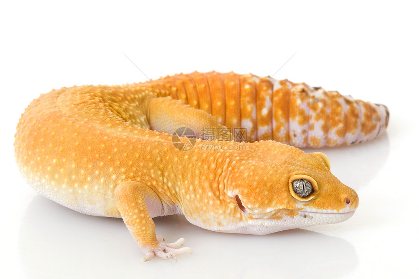 豹式Gecko濒危崎岖豹纹壁虎蜥蜴警觉眼睛宠物蓝色野生动物图片
