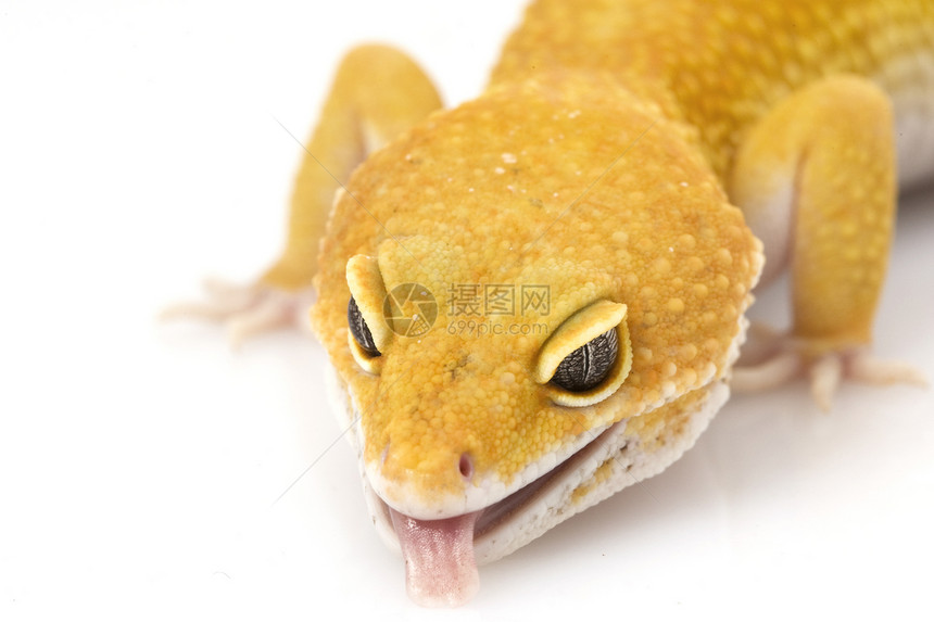 豹式Gecko崎岖警觉生物学动物学皮肤野生动物物种濒危壁虎蜥蜴图片