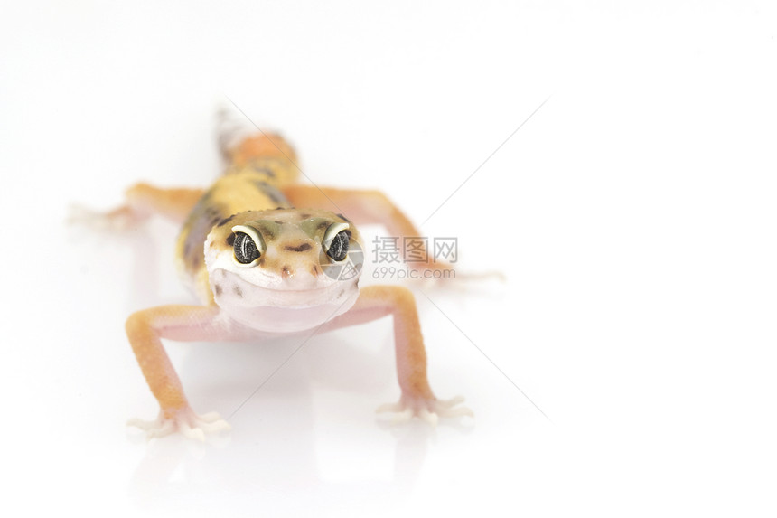 豹式Gecko濒危野生动物眼睛壁虎蜥蜴宠物皮肤物种蓝色豹纹图片