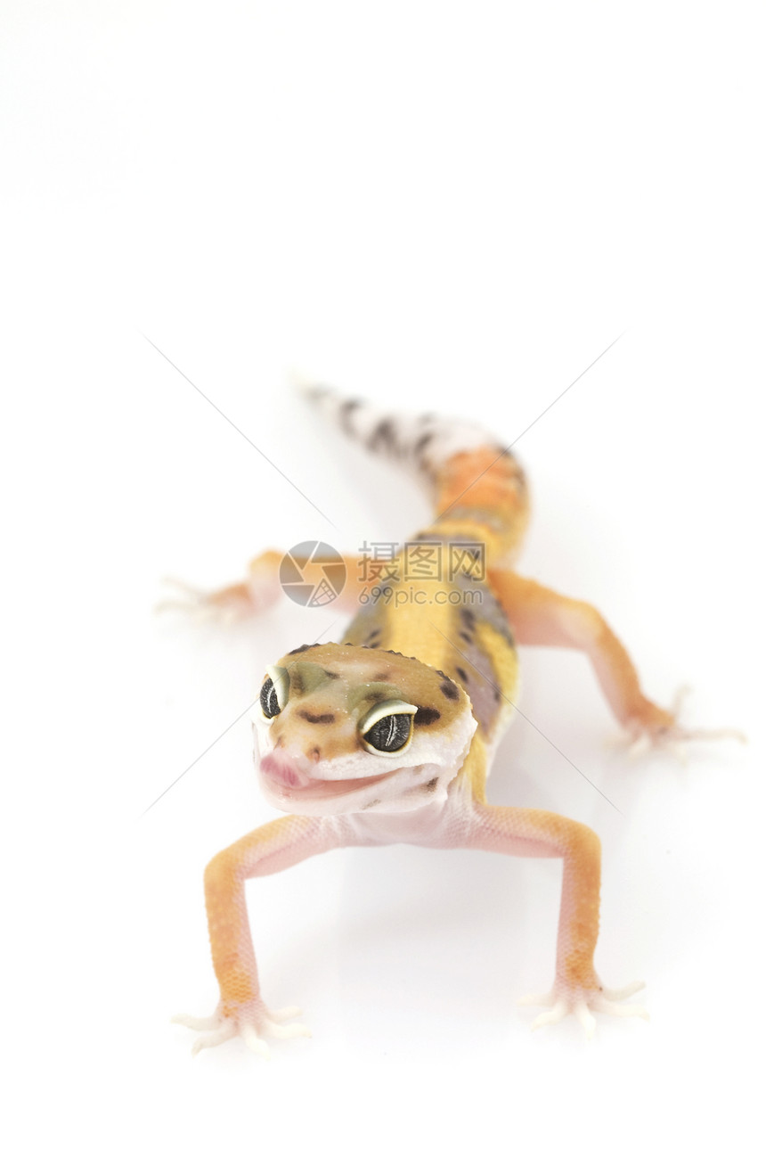 豹式Gecko警觉物种皮肤濒危蓝色豹纹壁虎崎岖蜥蜴宠物图片