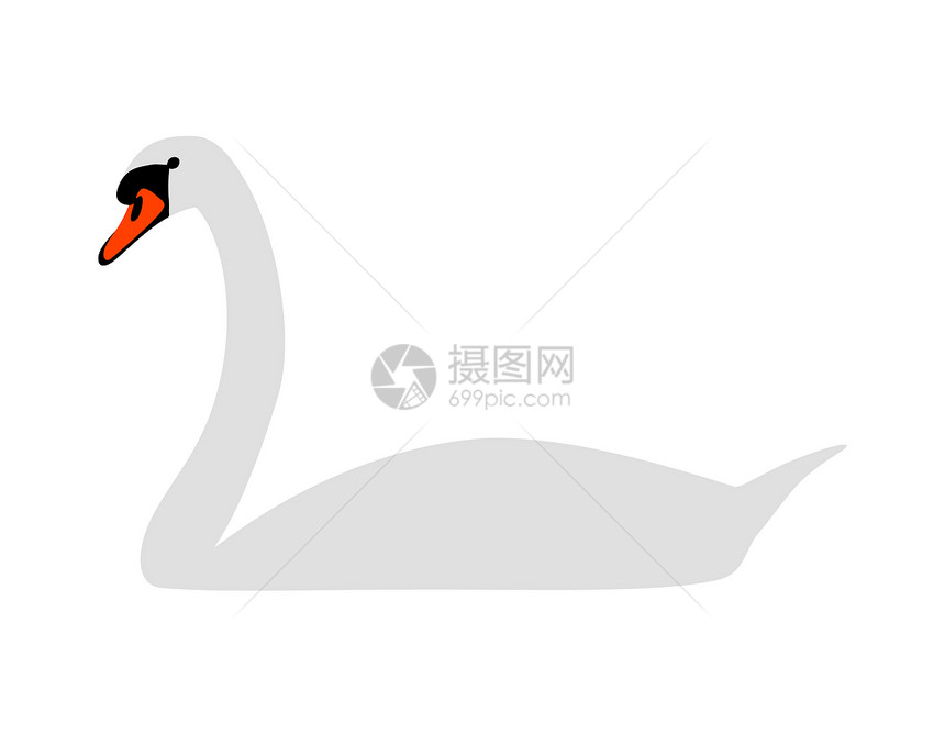 白天鹅账单动物插图白色野生动物图片