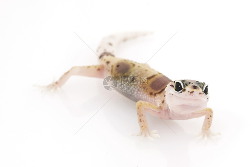 豹式Gecko动物学豹纹生物学蓝色崎岖蜥蜴壁虎物种皮肤警觉图片