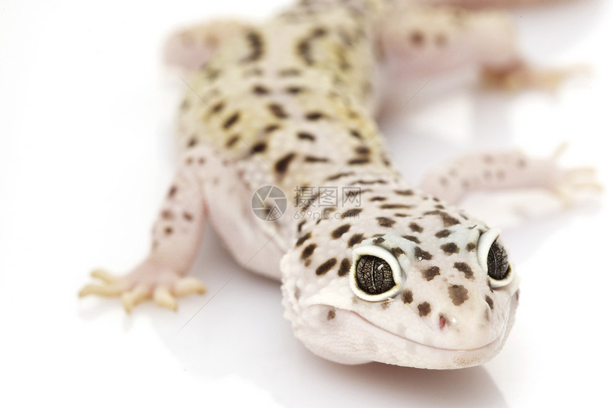 豹式Gecko警觉壁虎蓝色豹纹蜥蜴物种宠物生物学眼睛濒危图片