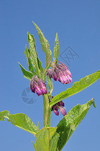Comfrey 相向离异草本植物疗法医疗花朵紫色烹饪草本沙拉叶子树叶背景图片