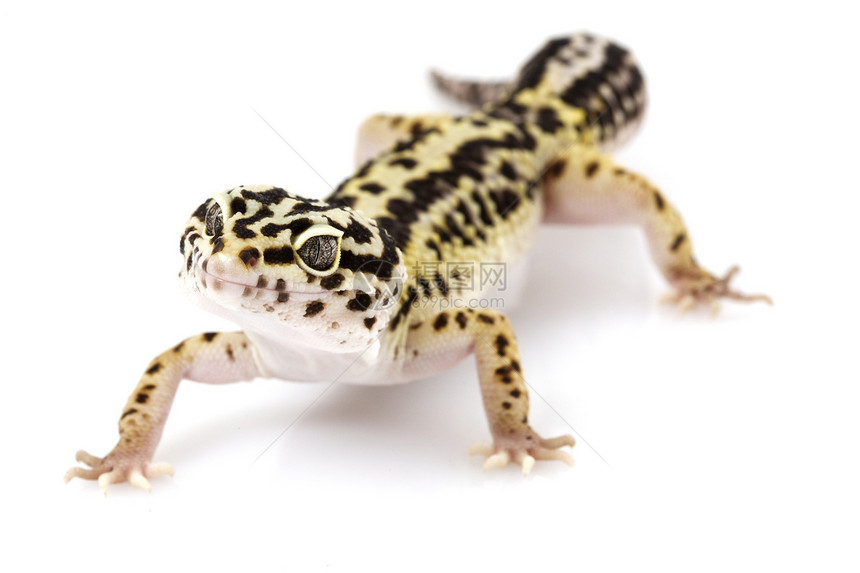 豹式Gecko豹纹皮肤濒危警觉生物学眼睛动物学蜥蜴宠物壁虎图片
