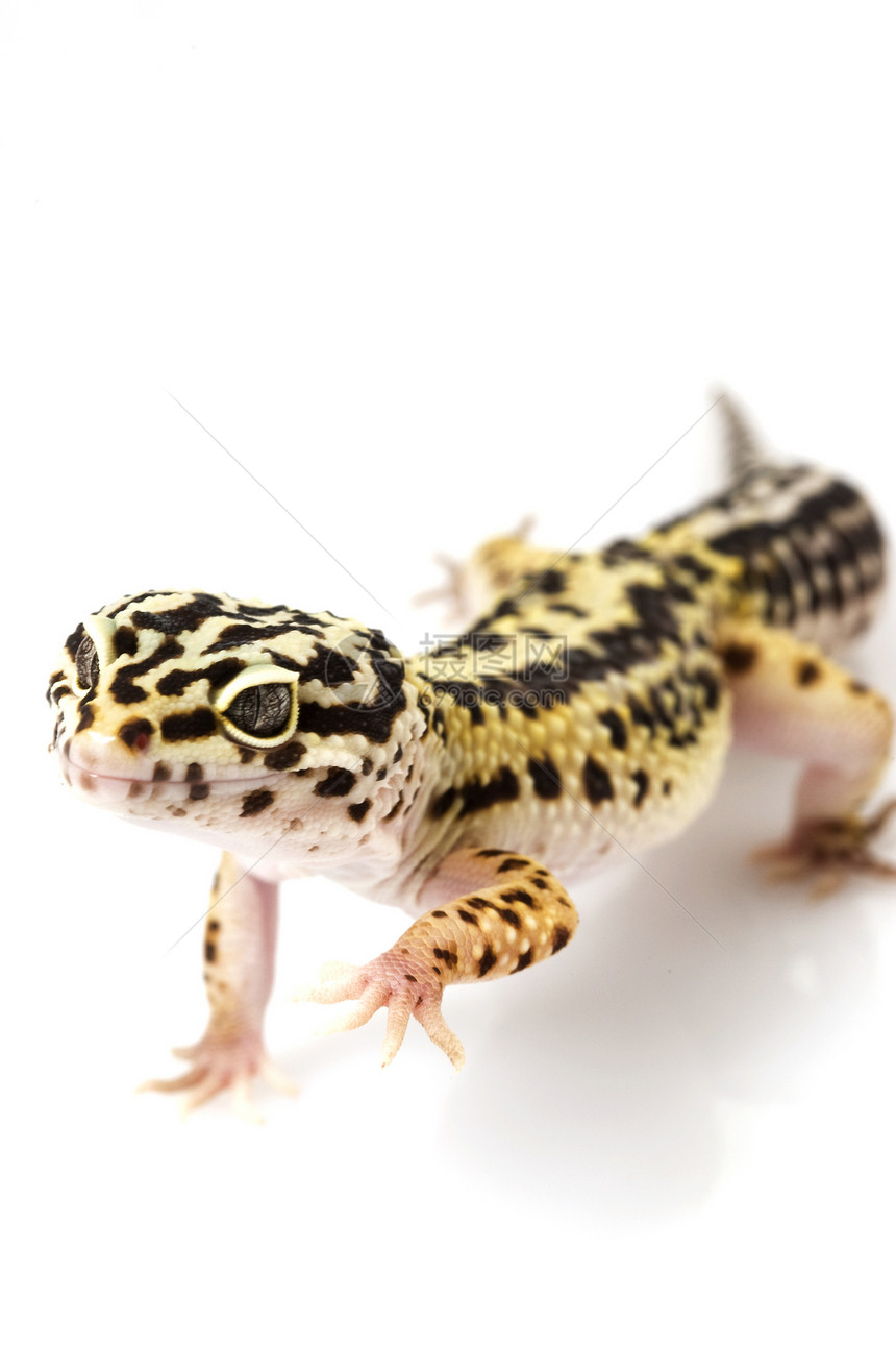 豹式Gecko蓝色警觉皮肤动物学蜥蜴壁虎生物学宠物豹纹野生动物图片