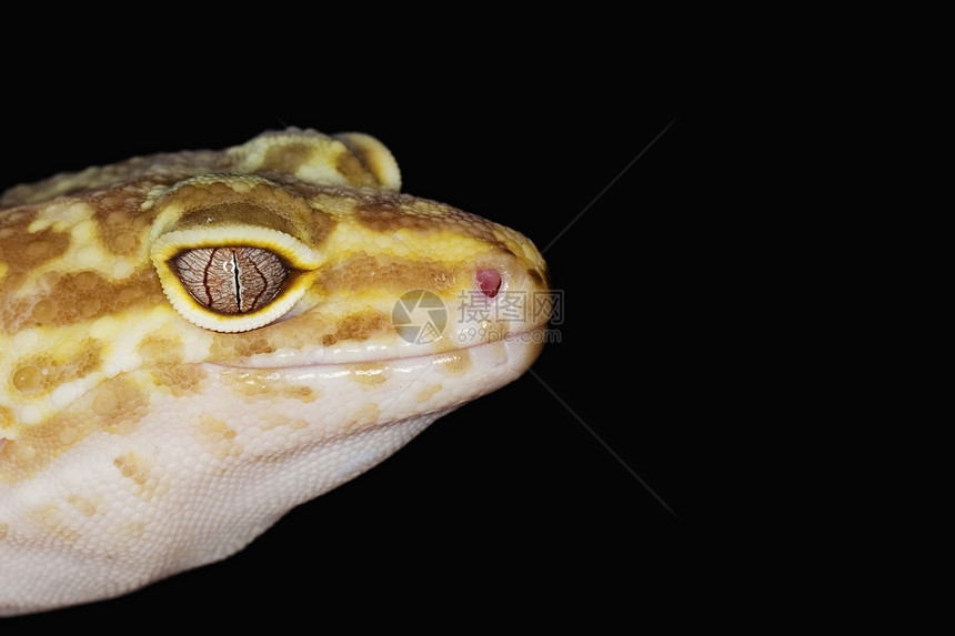 豹式Gecko眼睛蜥蜴宠物皮肤蓝色豹纹黑色壁虎背景动物学图片