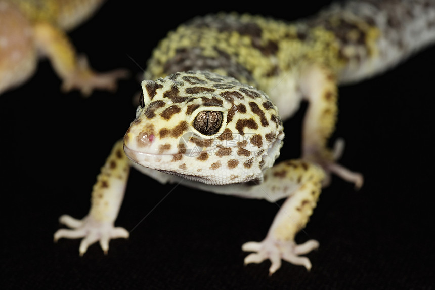 豹式Gecko野生动物濒危动物学黑色物种背景豹纹警觉壁虎蓝色图片