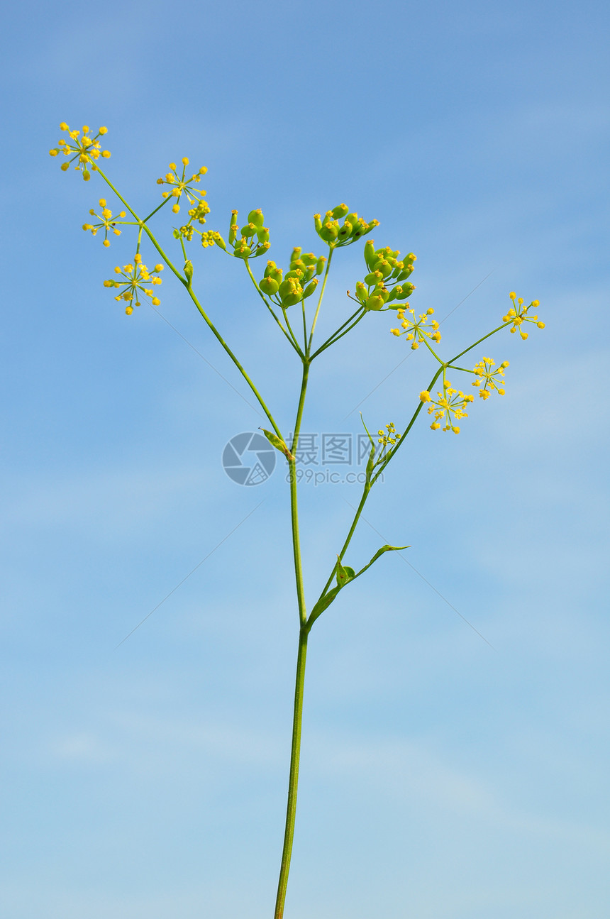 Parsnip 帕斯蒂那卡萨迪瓦黄色蔬菜草本植物植物植物群食物图片