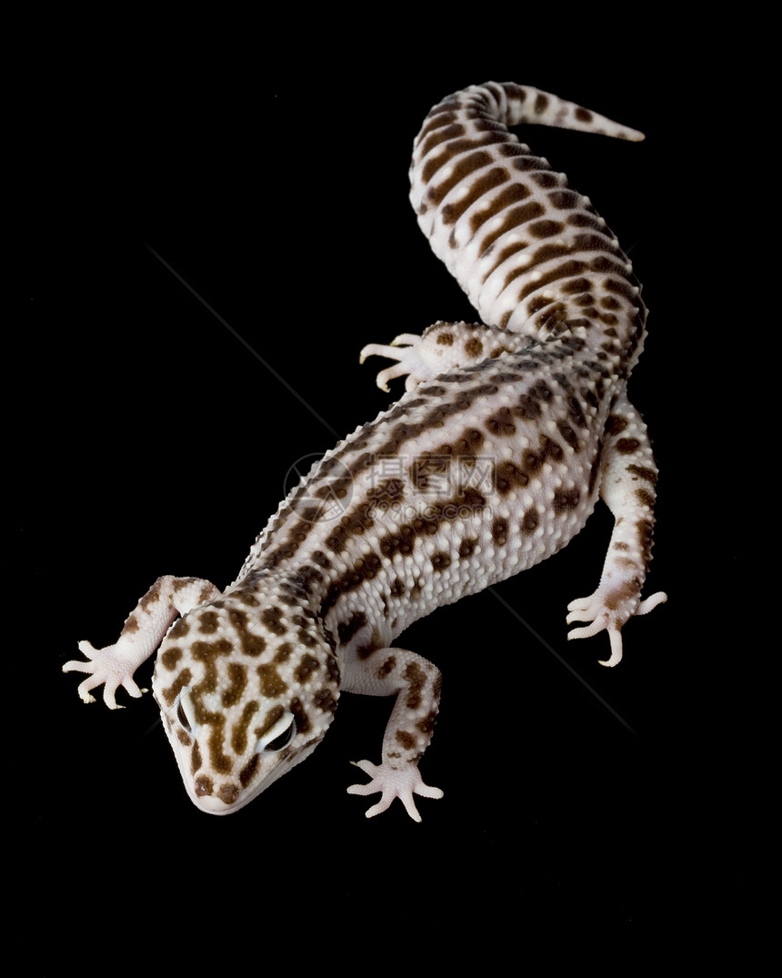 豹式Gecko蓝色蜥蜴崎岖壁虎濒危皮肤宠物物种背景野生动物图片
