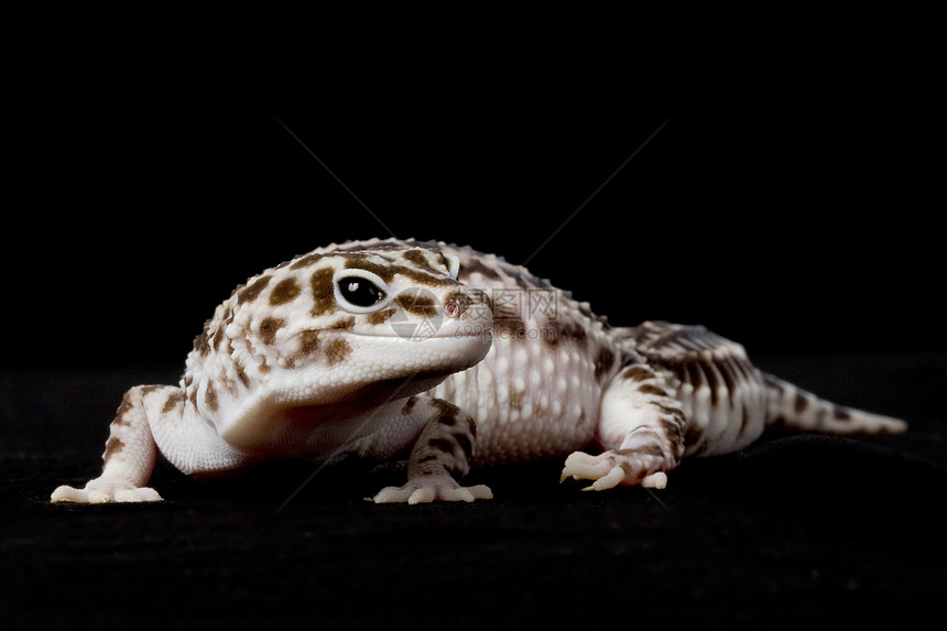 豹式Gecko崎岖蓝色动物学皮肤背景眼睛物种黑色豹纹蜥蜴图片