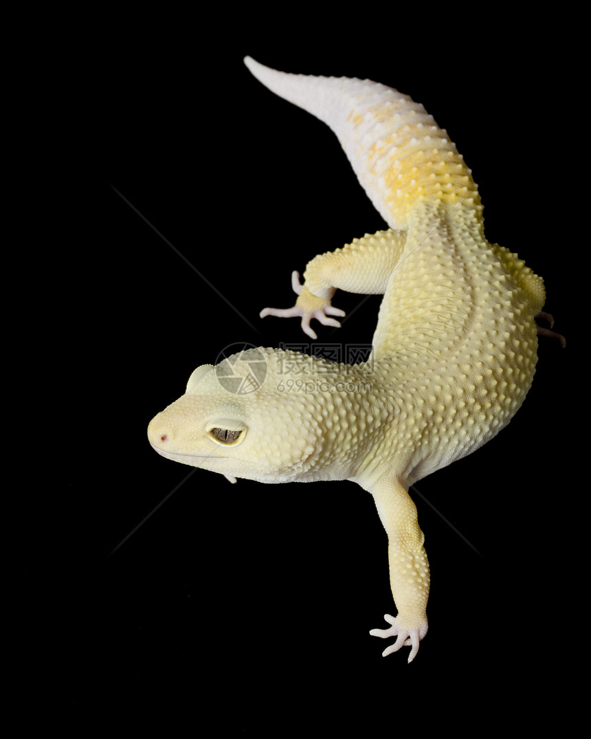 豹式Gecko宠物背景皮肤濒危野生动物蜥蜴物种豹纹警觉崎岖图片