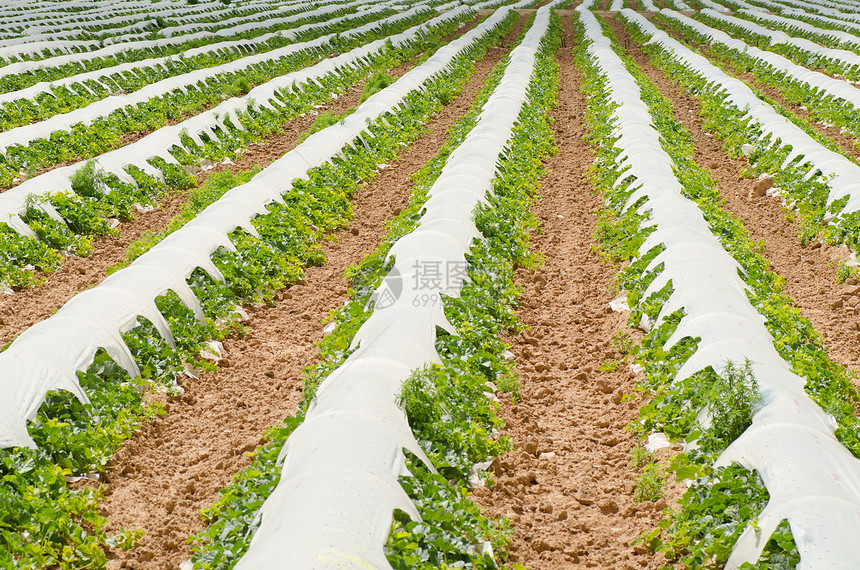 蔬菜耕作幼苗水平塑料农场线条农田苗床生长覆盖物场地图片