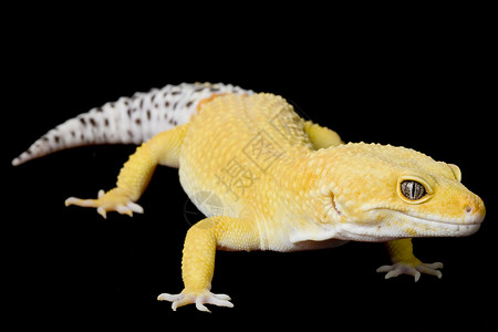 壁虎素材豹式Gecko黑色豹纹濒危宠物动物学蓝色蜥蜴警觉背景壁虎背景