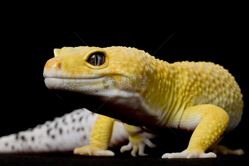 豹式Gecko蜥蜴野生动物宠物警觉濒危壁虎蓝色生物学豹纹崎岖图片