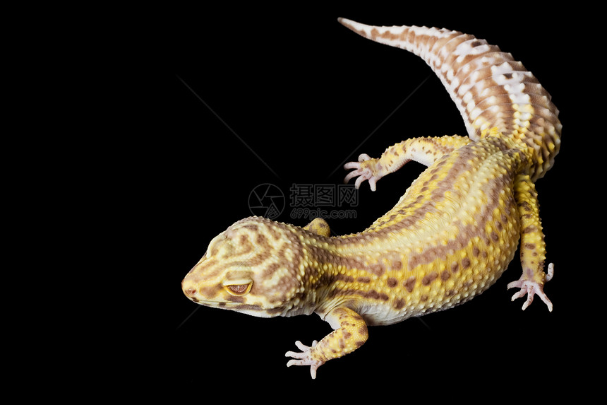 豹式Gecko宠物动物学黑色蓝色壁虎眼睛背景蜥蜴野生动物崎岖图片