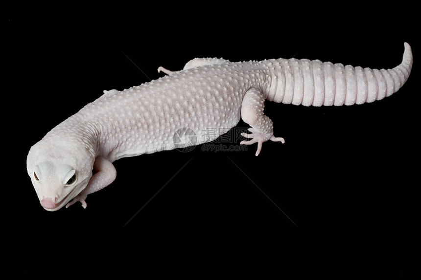 豹式Gecko宠物蜥蜴动物学生物学蓝色物种皮肤眼睛豹纹警觉图片