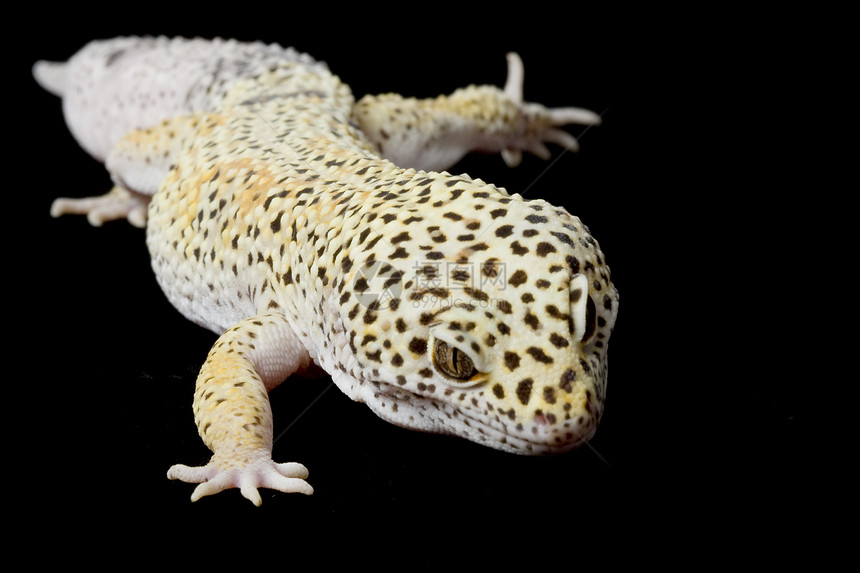 豹式Gecko壁虎生物学蓝色豹纹物种宠物皮肤背景濒危黑色图片