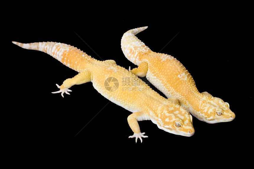 豹式Gecko黑色眼睛动物学宠物野生动物背景崎岖生物学豹纹皮肤图片