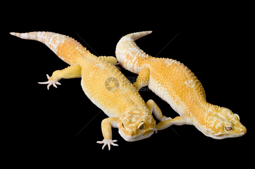 豹式Gecko动物学生物学物种眼睛蜥蜴豹纹濒危壁虎黑色警觉图片