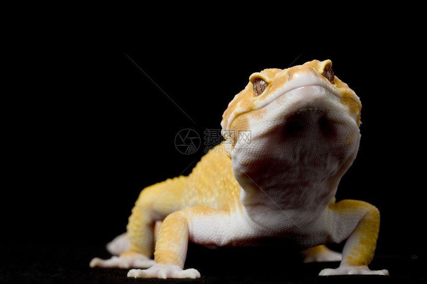 豹式Gecko宠物濒危蓝色崎岖背景物种豹纹生物学黑色皮肤图片