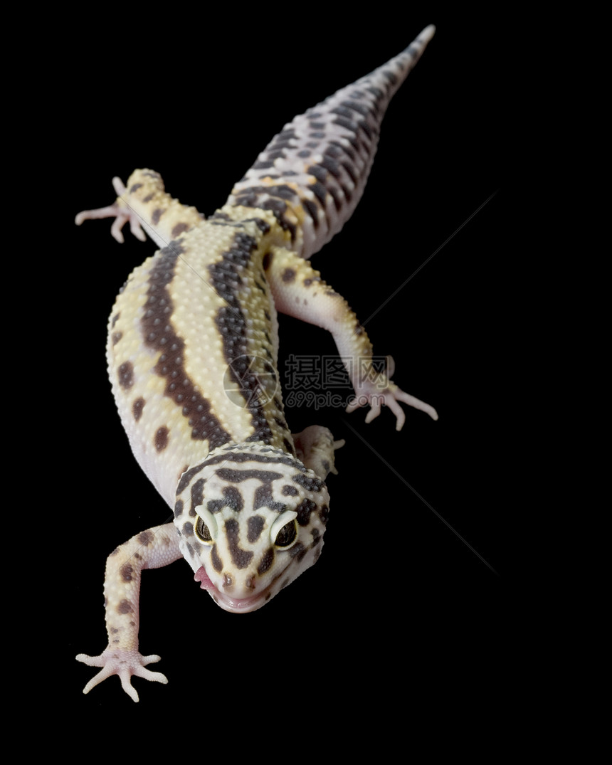 豹式Gecko动物学皮肤物种蓝色豹纹蜥蜴警觉背景黑色眼睛图片