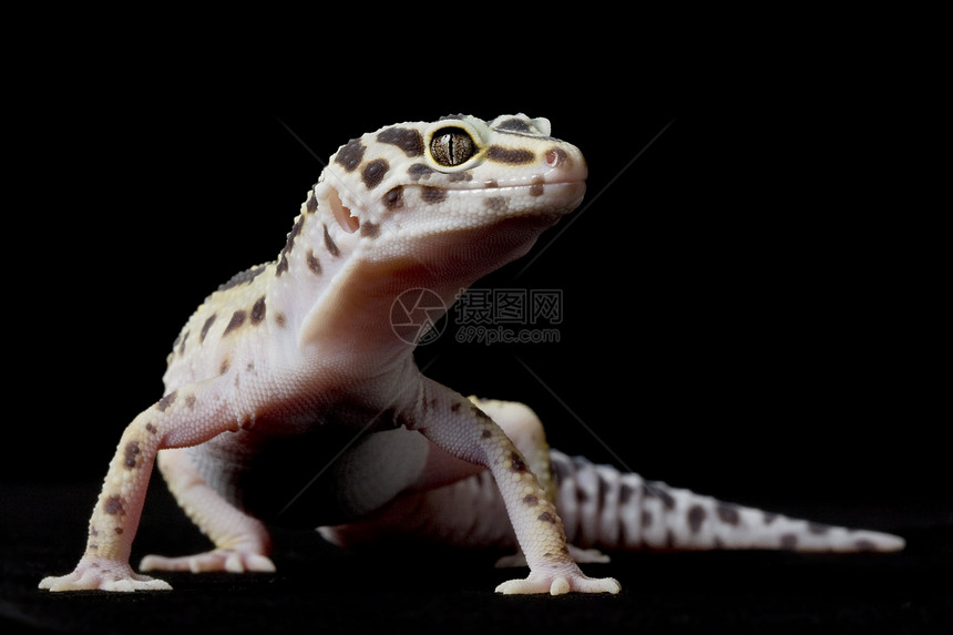 豹式Gecko壁虎蓝色崎岖黑色宠物豹纹警觉蜥蜴动物学生物学图片