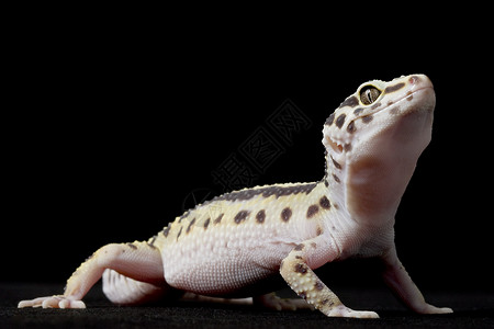 豹壁虎豹式Gecko野生动物宠物动物学壁虎崎岖皮肤警觉眼睛豹纹物种背景