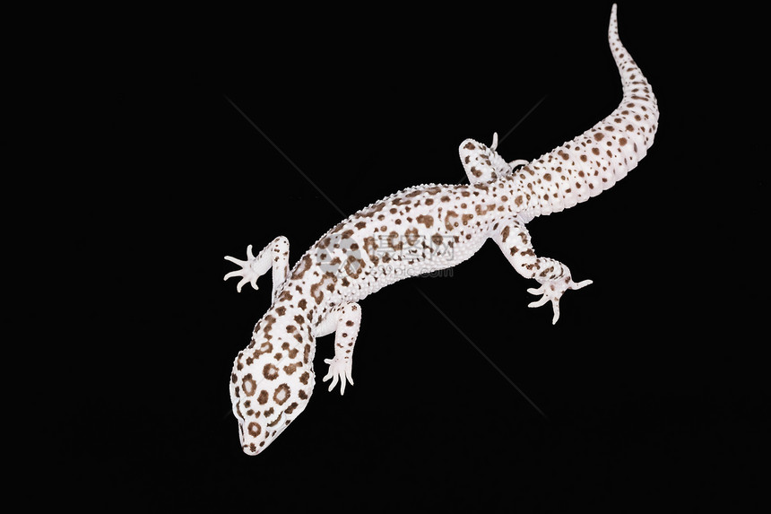 豹式Gecko警觉蜥蜴豹纹崎岖眼睛野生动物背景宠物濒危动物学图片
