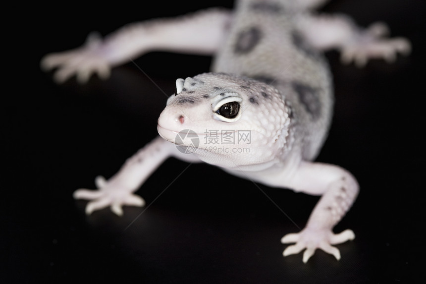 豹式Gecko警觉濒危眼睛崎岖动物学壁虎背景生物学皮肤宠物图片