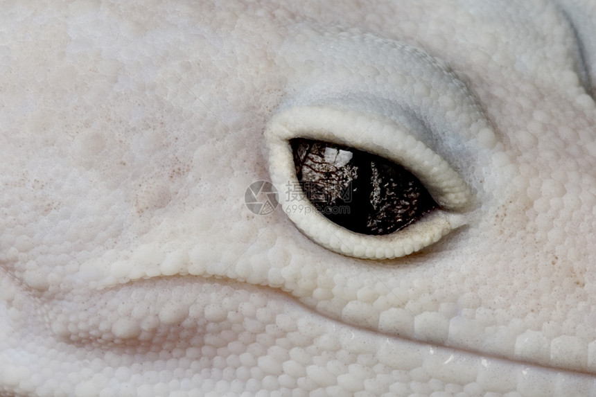 豹式Gecko壁虎蓝色眼睛皮肤动物学崎岖宠物物种濒危豹纹图片