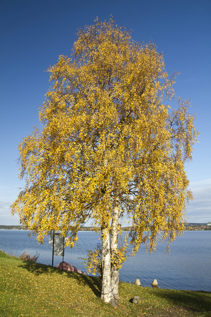 黄树蓝色场景孤独天空木头国家生态草地土地风景图片
