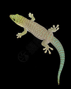 菲尔苏马爬虫绿色的高清图片