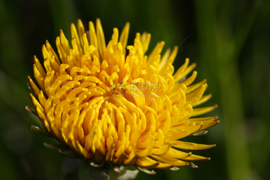 Dandelion 花朵植物学晴天植物群宏观花粉场地蓝色杂草季节种子图片