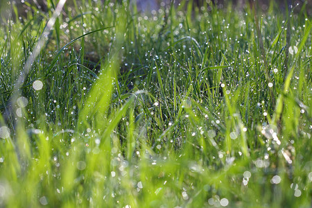 上午早 下宏观雨滴绿色花园液体叶子植物群水滴飞沫反射背景图片