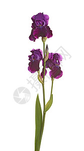 三朵紫虹花的尖刺高清图片