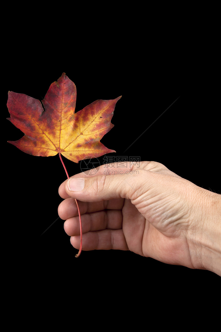 秋叶手握着微笑橙子黑色叶子团体黄色绿色季节红色图片
