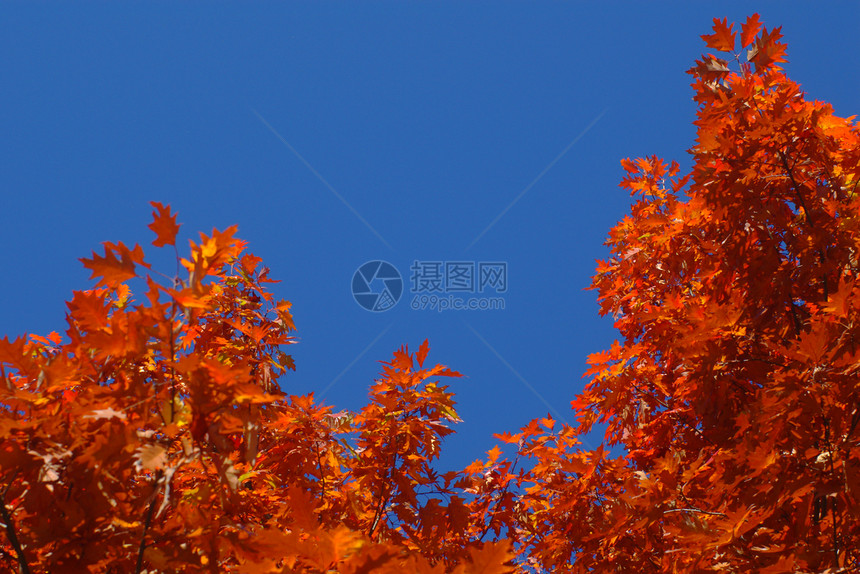 秋季休息活力环境远足植物群植物植被树叶森林金子图片