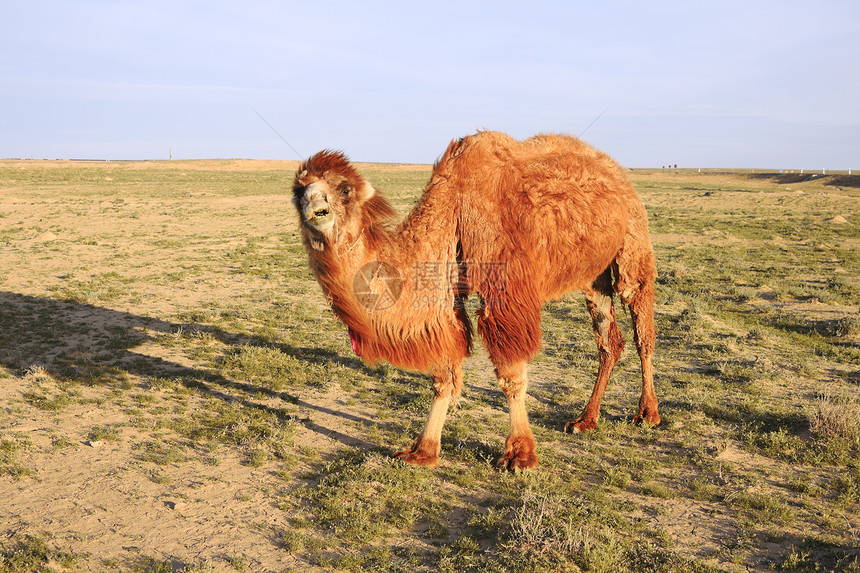 毛发骆驼天空情调驼峰单峰沙漠荒野异国孤独草原漫游图片