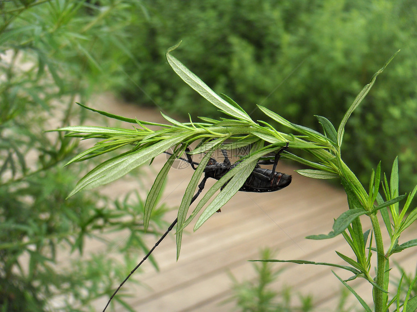 淘气长角蜂昆虫动物场地公园菊科甲虫植物灯盏图片