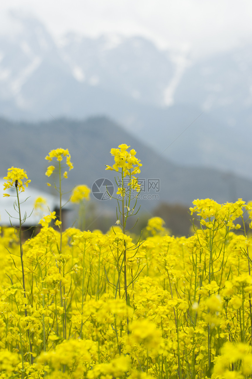 特写克什米尔的芥子园花园芥菜场地图片